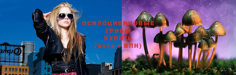 Псилоцибиновые грибы Psilocybe  Лабинск 